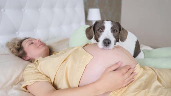 Cute Dog Lying On Pregnant Belly Of Woman