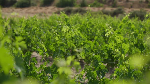 Rows of Vinegrape Growing in Sunshine Outdoors on Cyprus Island