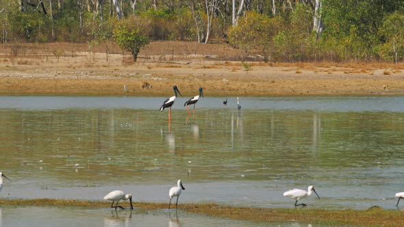 wide shot of wildlife such as kangaroo, spoonbill and black necked stork at a billabong