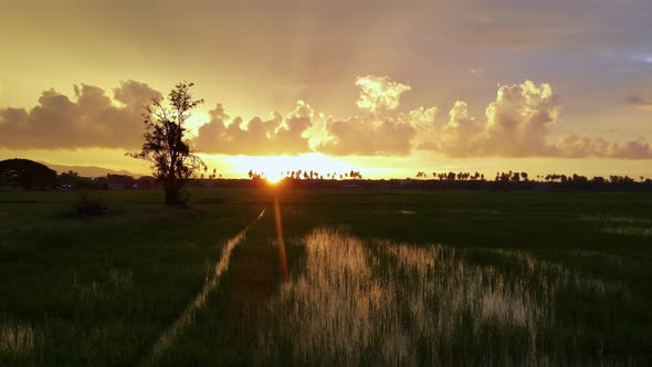 Sunset at paddy field with cloud