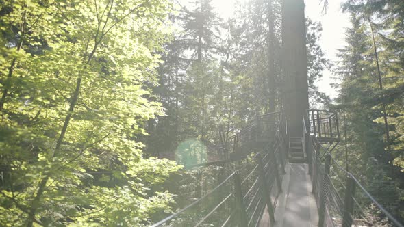 Walking on beautiful treetop bridge on sunny day, flare