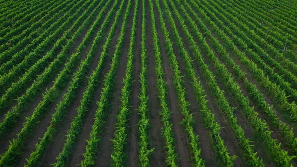 Aerial view to a rows from vineyards