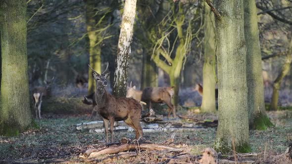 A herd of beautiful deer in Richmond Park in London, England - low angle view