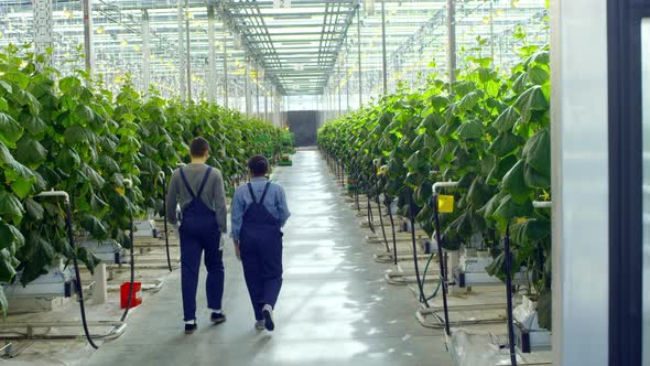 Workers Walking in Greenhouse