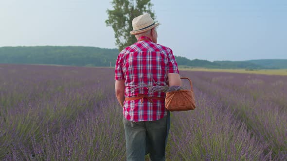 Senior Man Grandfather Farmer Gathering Lavender Flowers on Basket on Herb Garden Farm Eco Business