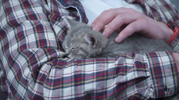 Caucasian Male Holds Small Cute Gray Scottish Straight Kitten in Arms That Falls Asleep at Home on