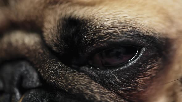 Close-up Macro of Eye of Pug Dog Falls Asleep