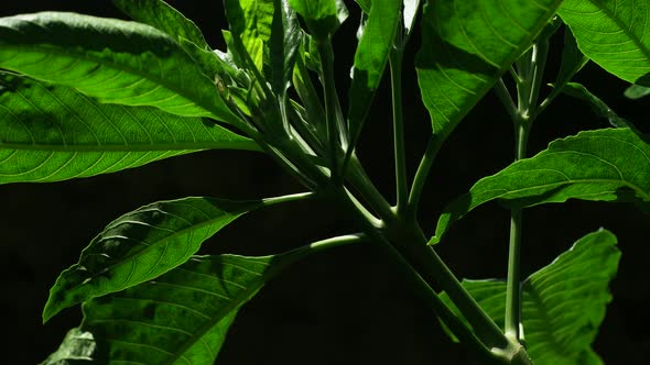 Green Leaf In Nature