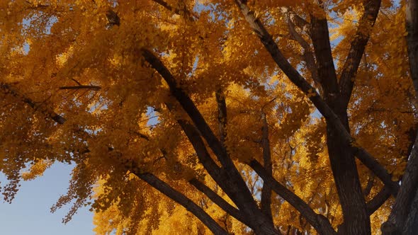 The bright yellow leaves of the Ginkgo Biloba tree in autumn