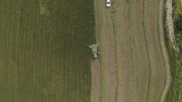 Combine harvesting Wheat for silage, Aerial view