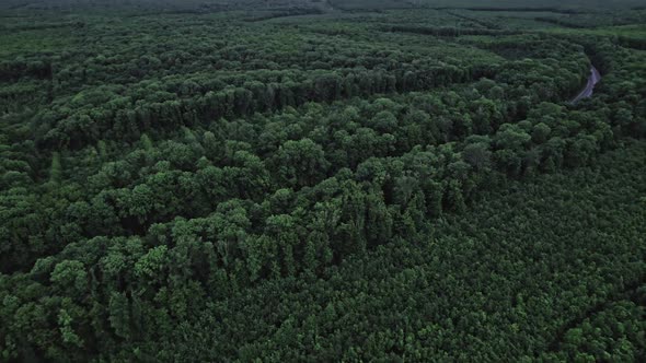 Flying Over Green Trees Forest