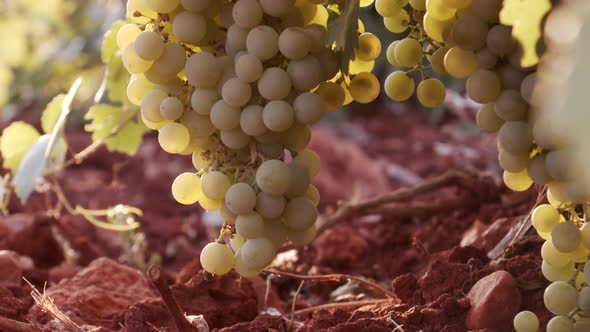 Juicy grapes hanging in green foliage in vineyard