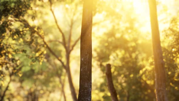 Larch Forest with Sunlight and Shadows at Sunrise