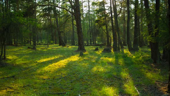 In the Green Forest