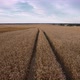 Aerial Drone Footage of Tractor Tire Tracks on a Wheat Field at Sunset - VideoHive Item for Sale