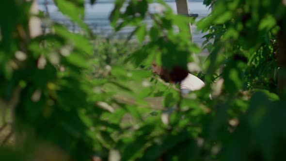 Farmer Collecting Berry Crate on Big Green Plantation Summer Season Concept