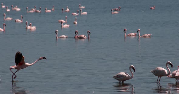 Lesser Flamingo, phoenicopterus minor, Adult in Flight, Taking off from Water