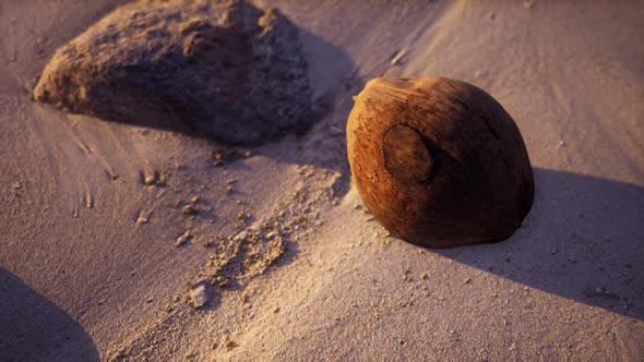 Brown Coconut on the Beach Sand