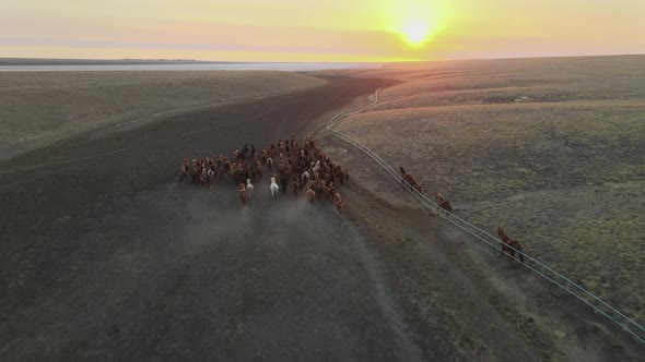 Wild Horses Running. Herd of Horses, Mustangs Running on Steppes To River.  Hdr Slow Motion