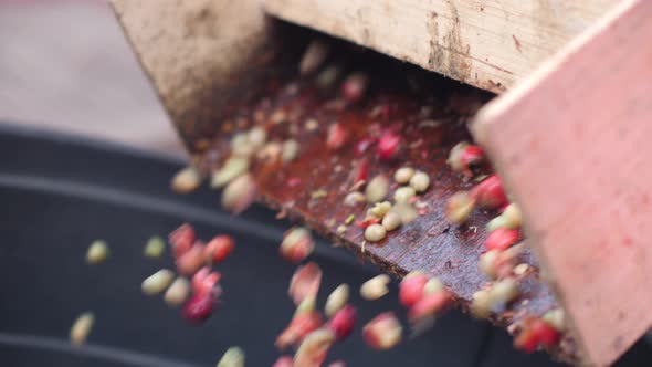 Hulling Coffee Beans in a Machine. Close Up Shot.