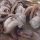 Octopuses Fry in Boiling Oil on Metal Frying Pan in Kitchen - VideoHive Item for Sale