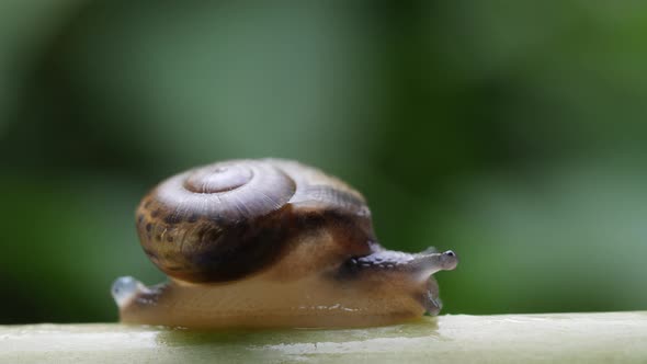 Life of snails in the nature