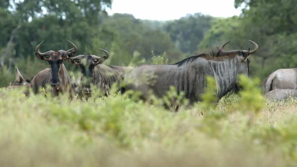 Wildebeeste aka Gnu Herd in Green Meadow of African Preserve. Wild Animals in Natural Environment