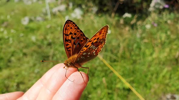 Stunning red butterfly sitting on a girls fingers