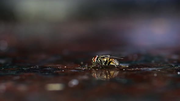 Closeup of a housefly (Musca domestica) eating leftovers from a marble kitchen counter. The insect i