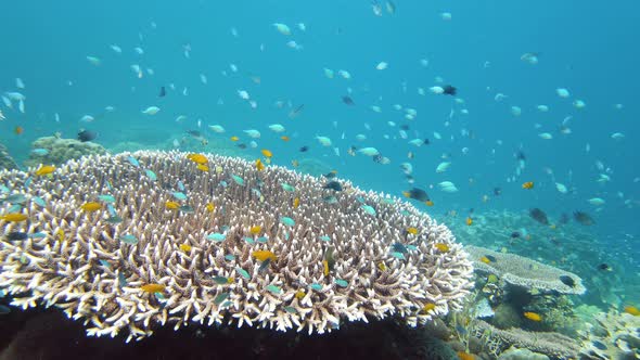 The Underwater World of a Coral Reef