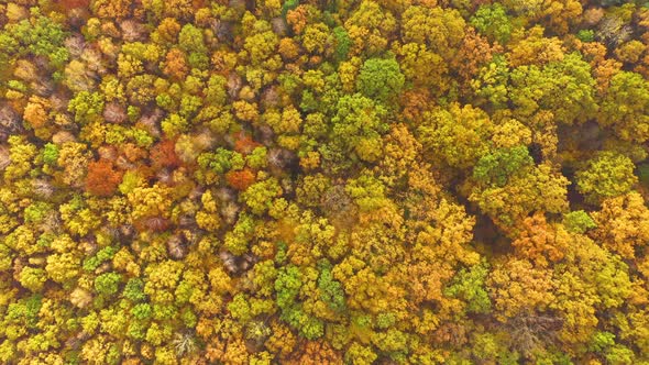 Aerial top down view of autumn forest with green and yellow trees. Mixed deciduous and coniferous fo