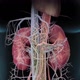 When your heart or kidneys cannot function normally, it can lead to cardiovascular or kidney disease - VideoHive Item for Sale
