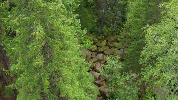 A Tourist Walks Through the Forest