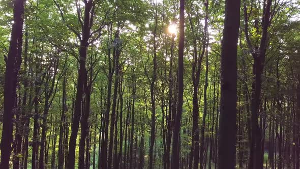 Fly Up in Peaceful Light of Green Forest