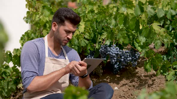 Wine Grape Harvest