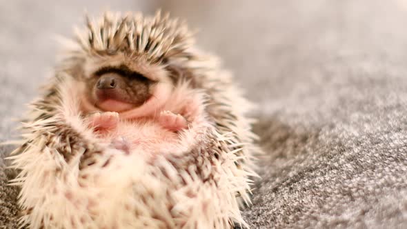 Baby hedgehog. Cute hedgehog portrait .