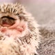 Baby hedgehog. Cute hedgehog portrait . - VideoHive Item for Sale