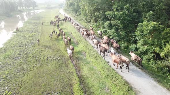 Cow run at rural area village near oil palm