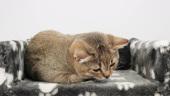 gray purebred kitten British straight chinchilla