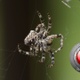 Spider 02 - VideoHive Item for Sale