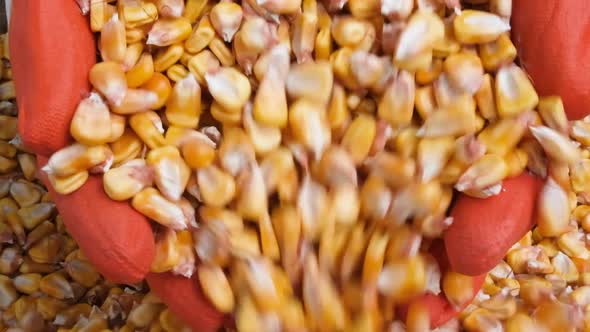 Farmer's Hands in Protective Gloves Pick Up a Handful of Ripe Dry Corn