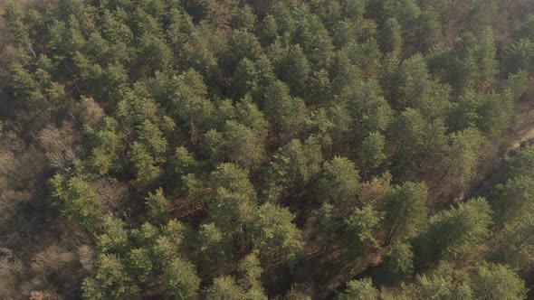 Descending over the forest with evergreen trees 4K drone video