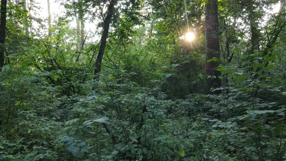 Natural Landscape in the Forest During the Day