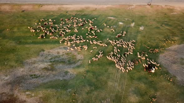 Sheep on a Meadow