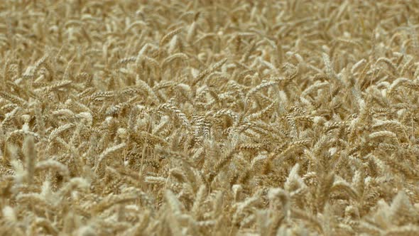 A Field of Barley and Wheat