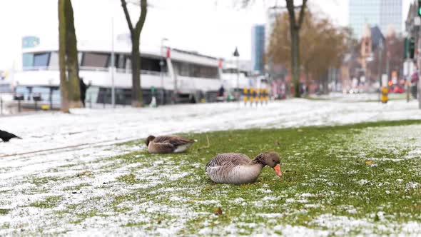 Geese Eating On Grass With Snow Along Main Quay Street At Winter Near Passenger Boat Floating At Mai