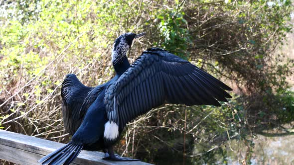 Close up shot of Black Cormorant sitting on railing in nature and waving wings during sunny day