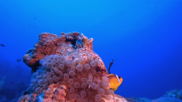 Deep Blue Sea Clownfish