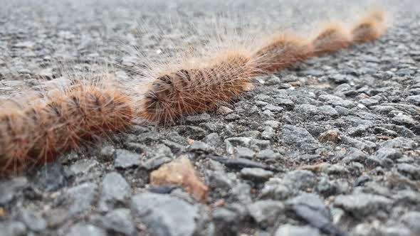 A 60 fps video of hairy caterpillars walking in a single line