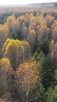 Vertical Video of an Autumn Forest During the Day